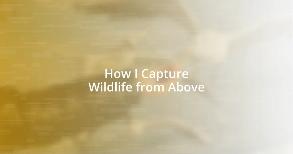 How I Capture Wildlife from Above